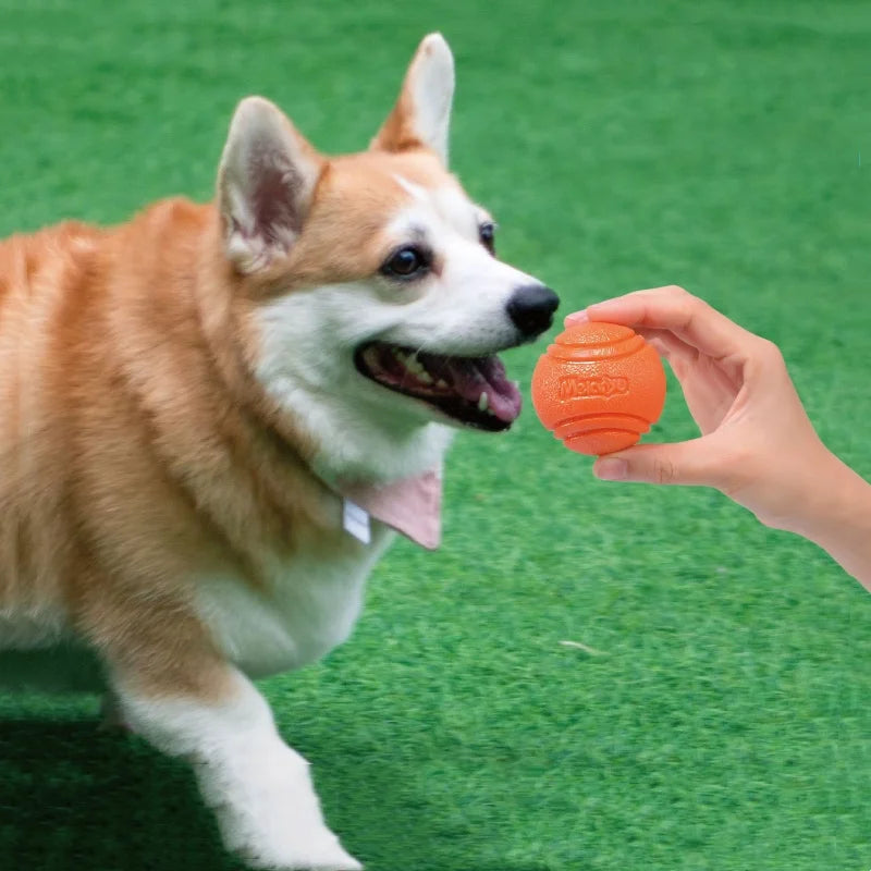 Dog playing with rubber chew ball
